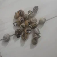 حلزون