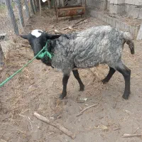 بره نر رومانوف 4 ماهه قول دوم