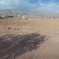 پیاز زعفران