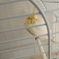 عروس هلندی
