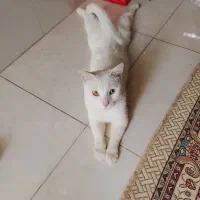گربه وان ترکیش