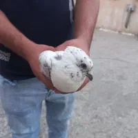 کفتر|پرنده|کهریزک, |دیوار