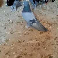 فروش دوعد نر