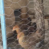 نیمچه برهما پاتریچ اصل