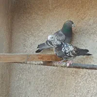 کبوتر