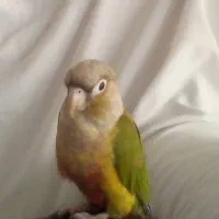 گرینچیک گمشده