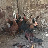 جوجه|حیوانات مزرعه|دوگنبدان, |دیوار