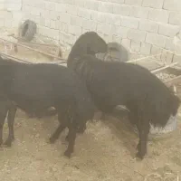 قوچ قره قزل لخت
