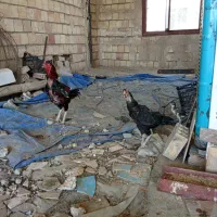 با سلام مرغ خروس لاری افغان