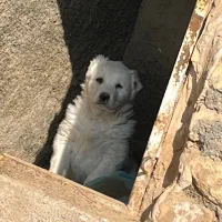 توله نگهبان