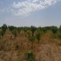 باغ جاده تبریزآب فشارقوی