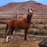 اسب دره شوری قیمت مناسب