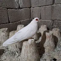 قرمز گوز ارکح