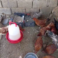 مرغ جوان محلی