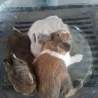 خرگوش خوش رنگ