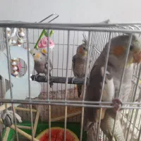 پرنده عروس هلندی جوجه