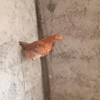 نیمچه تخمگذار گلپایگانی