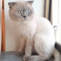اسکاتیش سیلور