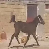 اسب
