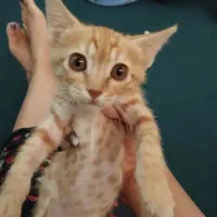 گربه لوسو بازیگوش