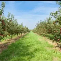 زمین-باغ-شاهنامه-پزشکان-دیاکو-گوارشک-اقساطی-چکی