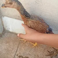 لاری افغان