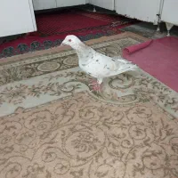 سرور کرم ماده با پلاکی مسافتی ماده