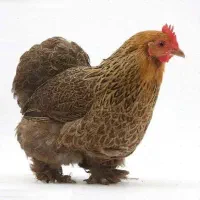 مرغ و خروس