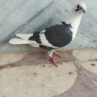 ماده پشتی خط سفید