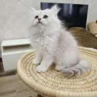 گربه بریتیش لانگ هیر