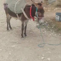 الاغ جوان  ۵ساله