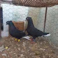 دمپاک