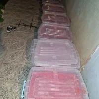 آبگیری گوجه درب منزل