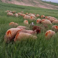بره قربانی