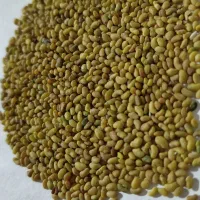 تخم یونجه
