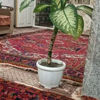 گل شفلرا ،دیفن باخیا