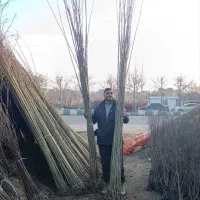 نهال های یک ساله دو ساله سه ساله