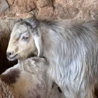 چپش نر کهره نر بذری ترکی