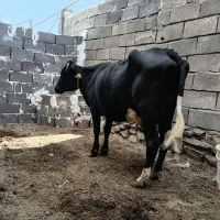 سلام یک رس گاو دورگ با گوساله نر