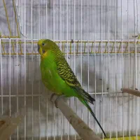 مرغ عشق نر بالغ