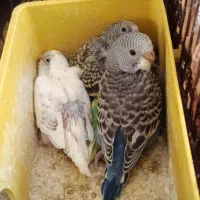 جفت مرغ عشق با 4 تا جوجه