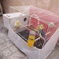 عروس هلندی جفت