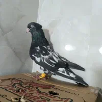 کفتر کبوتر کله