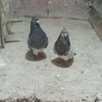 جفت نرو ماده