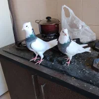 کبوتر