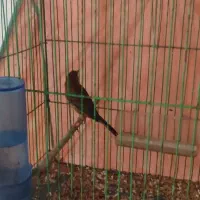 قناری سرخ ماده آماده آماده