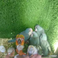 جوجه راهب خورشیدی گرینچیک
