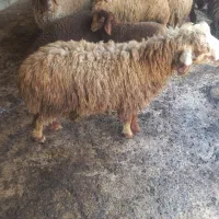 گوسفن نر