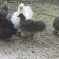 جوجه ابریشمی اصیل