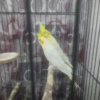 عروس هلندی نر و جفت